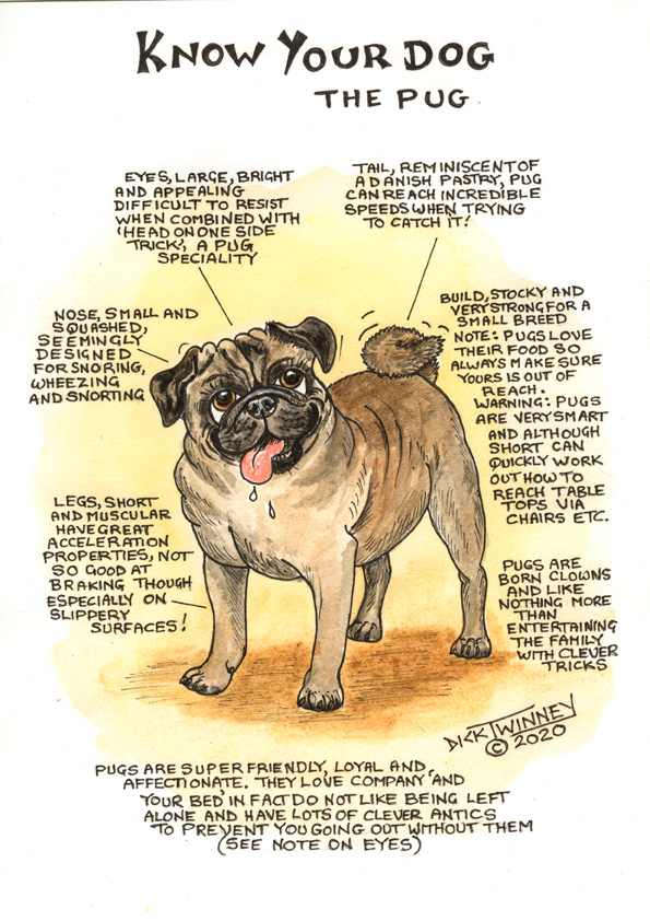Pug Know Your Dog Cartoon Tea Towel by Dick Twinney 